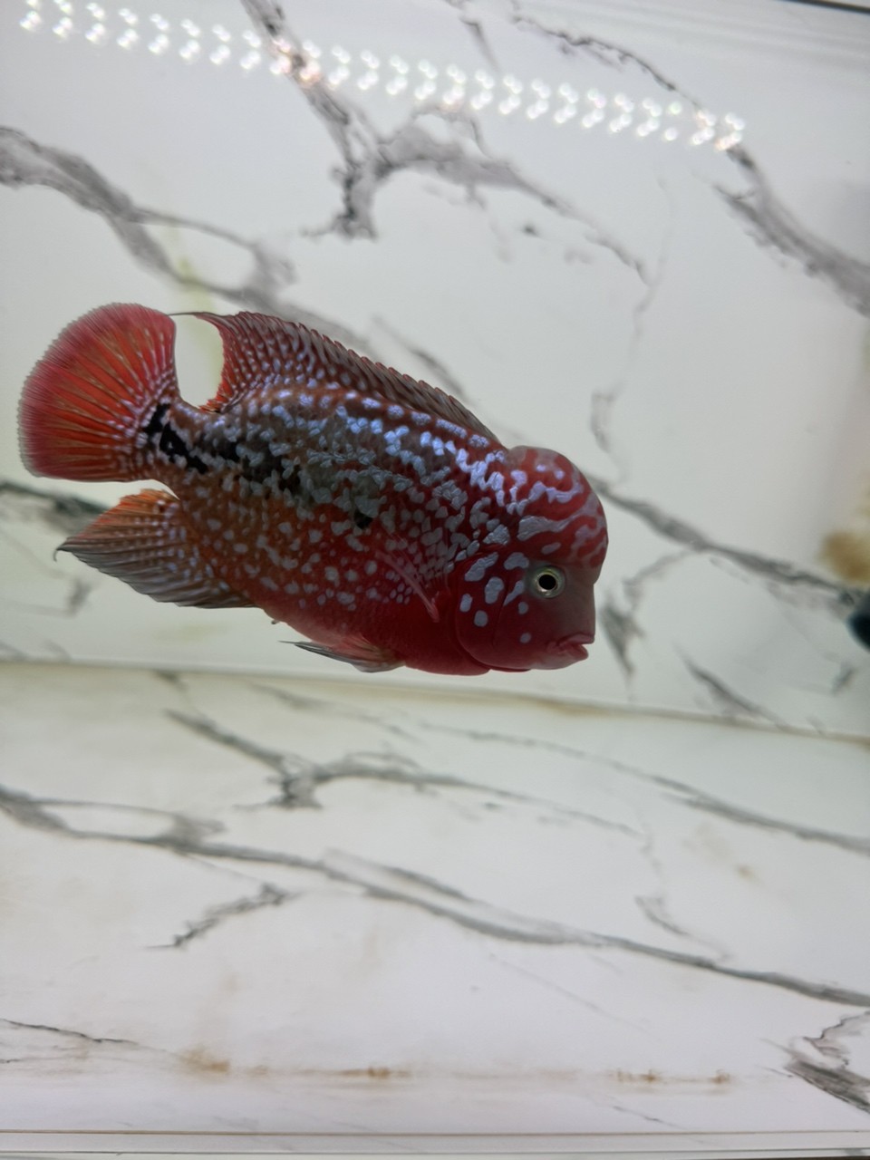 長得有點慢 長得有點慢 龍魚論壇 第2張