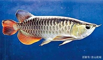 龍魚的畫家有哪些人物：中國龍魚畫第一人陳世中被譽為“中國龍魚畫第一人”