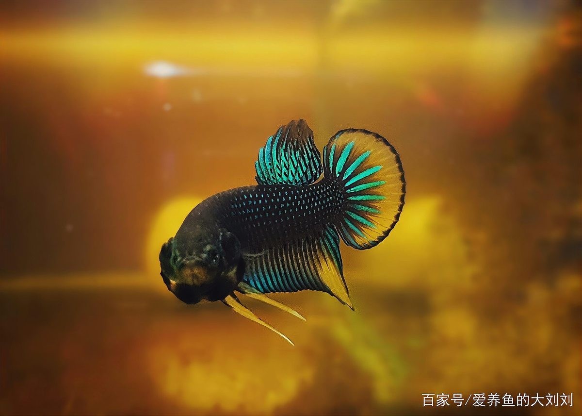 如何判斷養魚水泵是否適合我的魚缸？