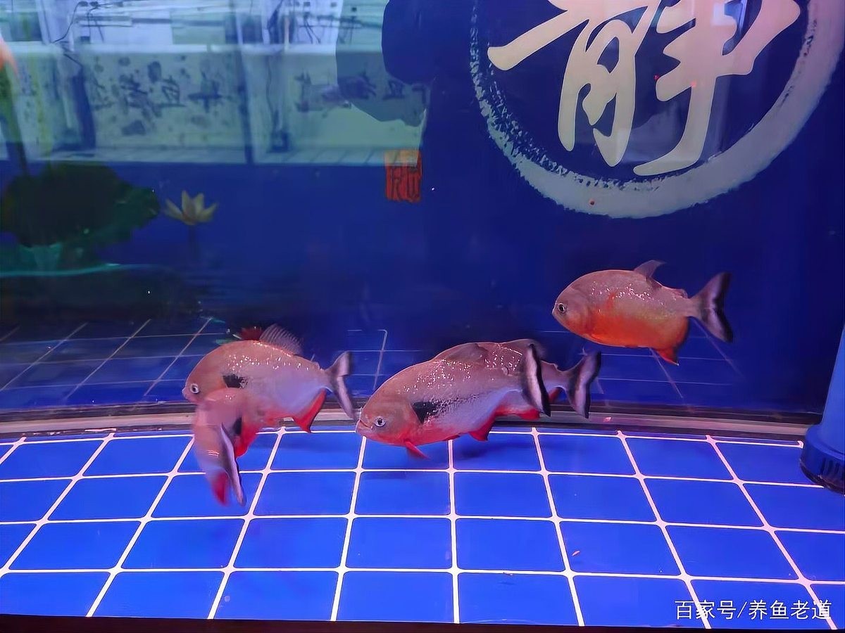 如何判斷養魚水泵是否適合我的魚缸？