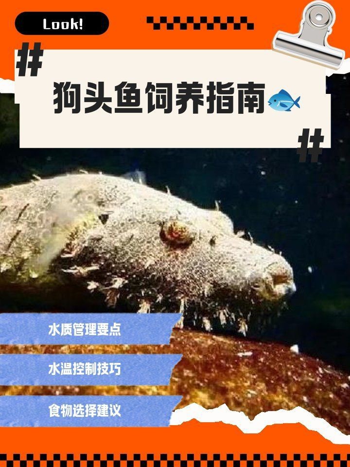灰狗頭魚是淡水魚嗎 灰狗頭魚是淡水魚嗎 龍魚論壇 第11張