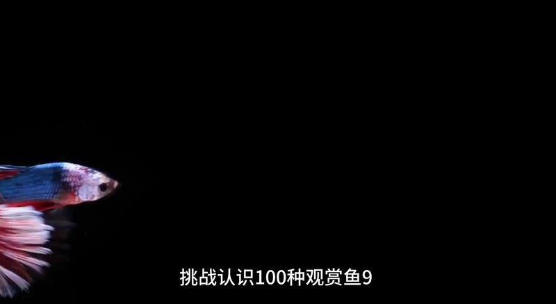 灰狗頭魚是淡水魚嗎 灰狗頭魚是淡水魚嗎 龍魚論壇 第15張