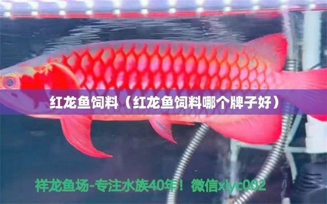 紅龍魚適宜飼料品牌推薦：紅龍魚專用飼料購買指南