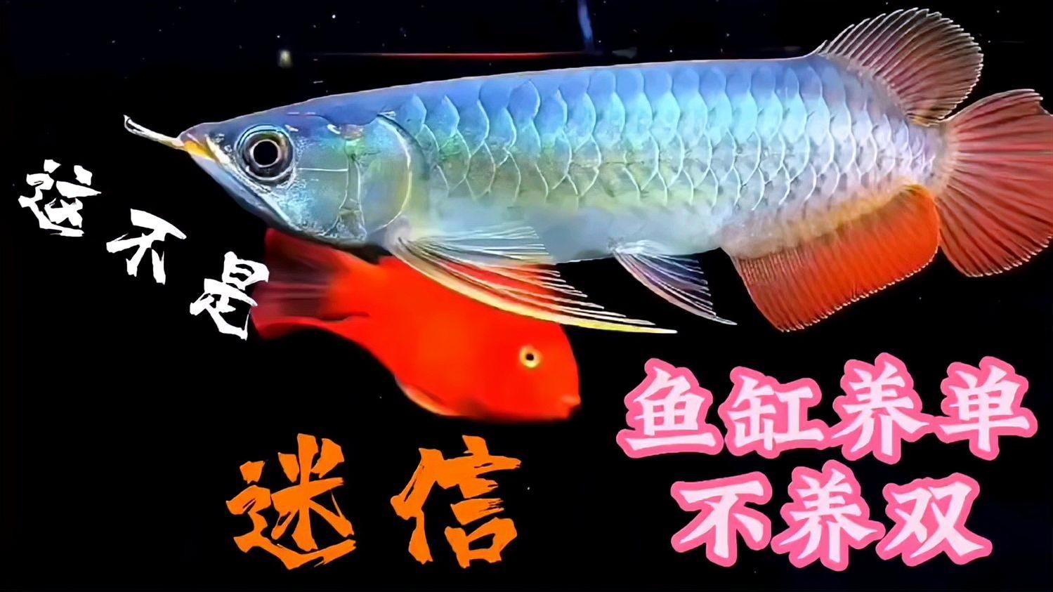 為什么養魚雙數是大忌