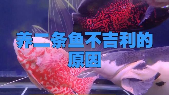 為什么養魚雙數是大忌