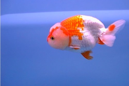 清平路水族市場的金魚品種有哪些？ 清平路水族市場的金魚品種有哪些？ 2025長城杯龍魚大賽 第9張