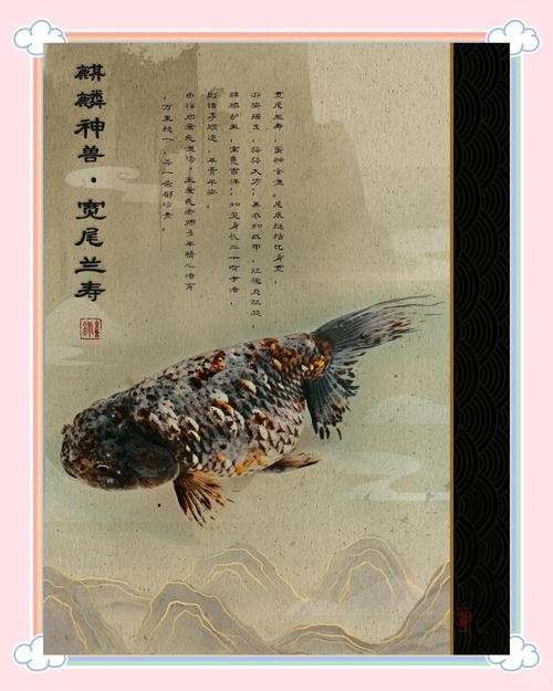 清平路水族市場的金魚品種有哪些？ 清平路水族市場的金魚品種有哪些？ 2025長城杯龍魚大賽 第10張