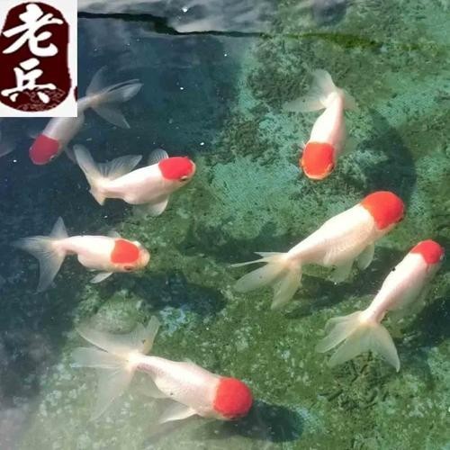 清平路水族市場的金魚品種有哪些？ 清平路水族市場的金魚品種有哪些？ 2025長城杯龍魚大賽 第12張