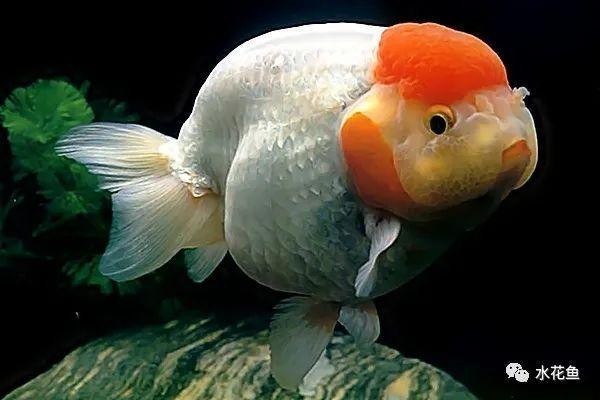 清平路水族市場的金魚品種有哪些？ 清平路水族市場的金魚品種有哪些？ 2025長城杯龍魚大賽 第14張