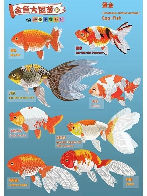 清平路水族市場的金魚品種有哪些？ 清平路水族市場的金魚品種有哪些？ 2025長城杯龍魚大賽 第8張