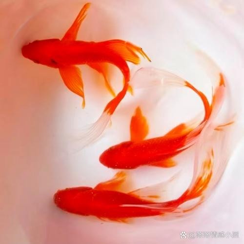 清平路水族市場的金魚品種有哪些？ 清平路水族市場的金魚品種有哪些？ 2025長城杯龍魚大賽 第5張