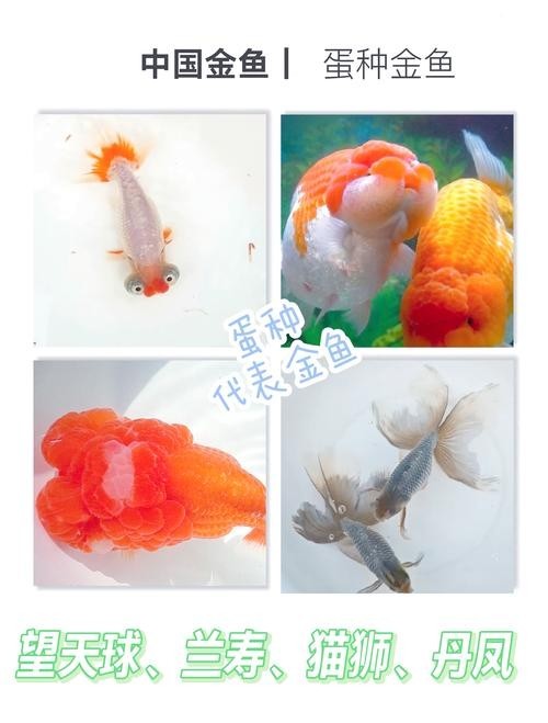 清平路水族市場的金魚品種有哪些？ 清平路水族市場的金魚品種有哪些？ 2025長城杯龍魚大賽 第7張