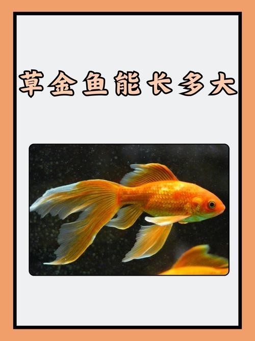 清平路水族市場的金魚品種有哪些？ 清平路水族市場的金魚品種有哪些？ 2025長城杯龍魚大賽 第1張
