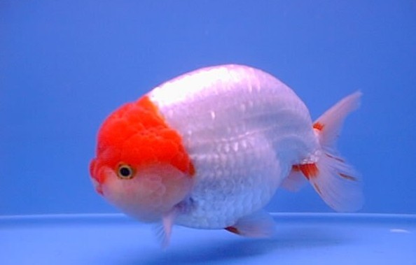 清平路水族市場的金魚品種有哪些？ 清平路水族市場的金魚品種有哪些？ 2025長城杯龍魚大賽 第11張