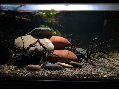 海景魚缸和生態魚缸哪個好一點（海景魚缸與生態魚缸的區別）