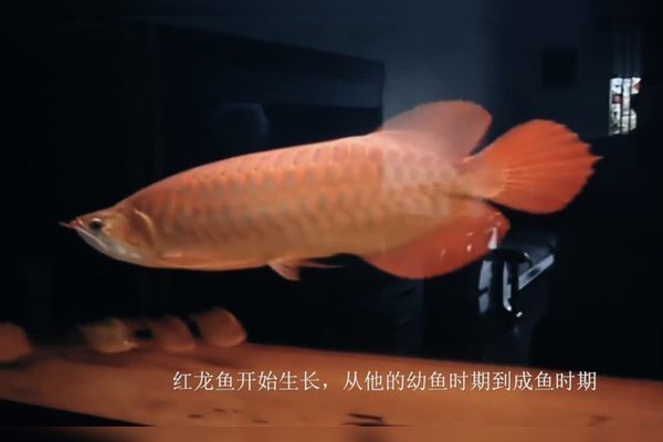 血紅龍魚的價格范圍是多少？ 血紅龍魚的價格范圍是多少？ 龍魚百科 第6張