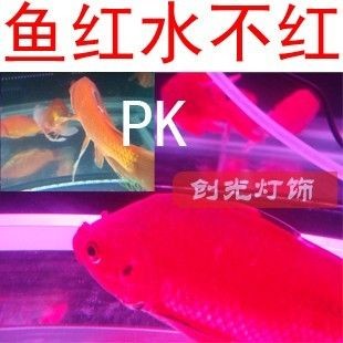 幻彩水族魚(yú)缸裝飾技巧一個(gè)精心裝飾的魚(yú)缸裝飾技巧：幻彩水族魚(yú)缸如何選擇