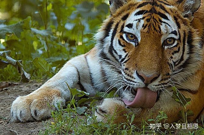 東北虎的外形特征