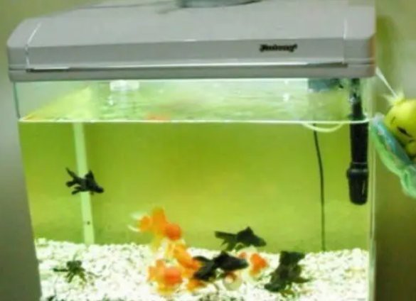 水族十大名牌排名表 水族十大名牌排名表 龍魚論壇 第1張