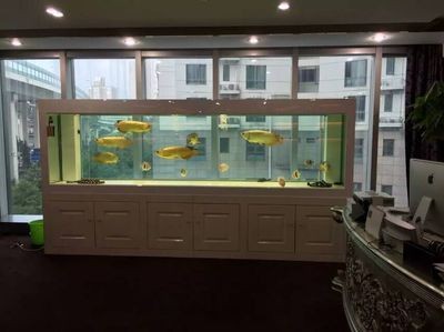廣州魚缸定做公司：廣州地區(qū)多家公司提供專業(yè)的魚缸定做服務(wù)