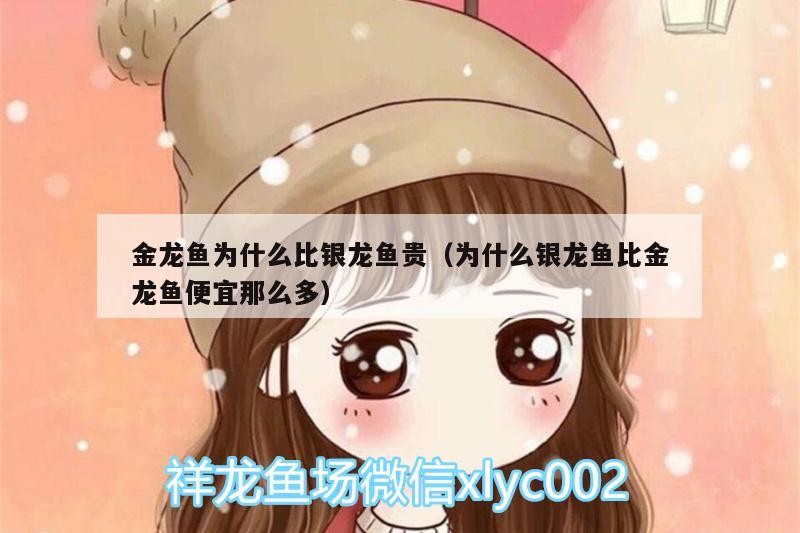金龍魚為什么比銀龍魚貴（為什么銀龍魚比金龍魚便宜那么多）