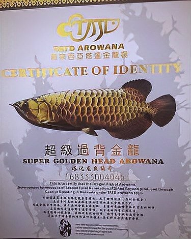 金龍魚高清視頻有哪些