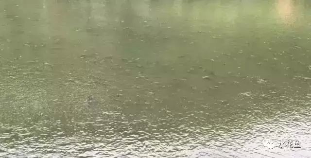 魚缸老水是什么樣的:關于魚缸老水的一些詳細信息 魚缸百科 第2張 魚缸老水是什么樣的:關于魚缸老水的一些詳細信息 魚缸老水是什么樣的:關于魚缸老水的一些詳細信息 魚缸百科 第2張