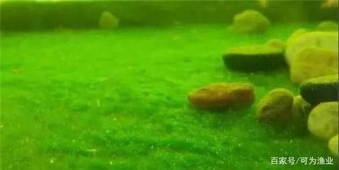 魚缸老水是什么樣的:關于魚缸老水的一些詳細信息 魚缸百科 第3張 魚缸老水是什么樣的:關于魚缸老水的一些詳細信息 魚缸老水是什么樣的:關于魚缸老水的一些詳細信息 魚缸百科 第3張