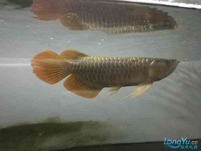 龍魚的飼養(yǎng)溫度是多少度：龍魚水溫調(diào)節(jié)技巧,夏季龍魚降溫有效措施