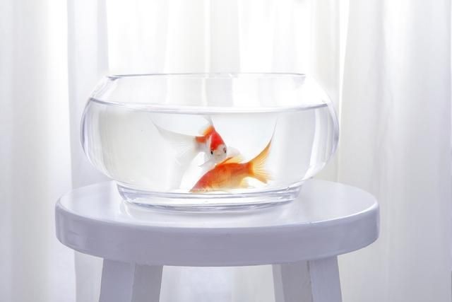魚(yú)缸底砂鋪設(shè)后養(yǎng)護(hù)要點(diǎn)：魚(yú)缸底砂鋪設(shè)后需要注意的養(yǎng)護(hù)環(huán)節(jié)