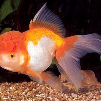 福鼎紅頭獅魚
