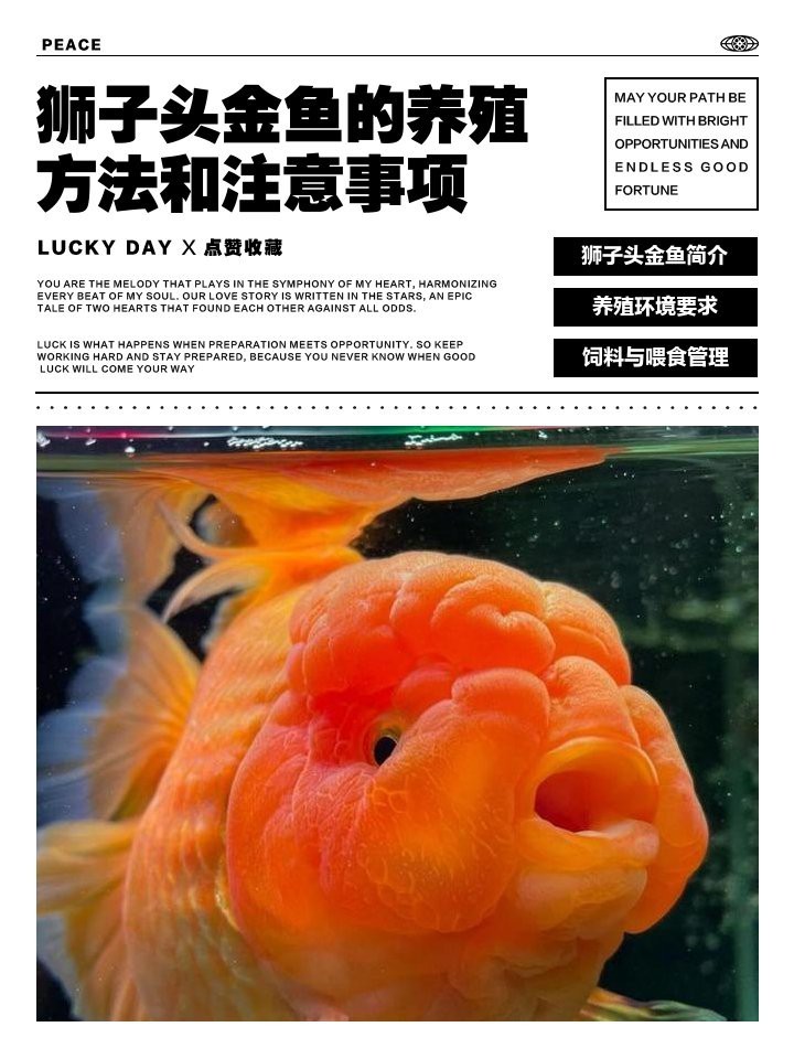 福鼎紅頭獅魚