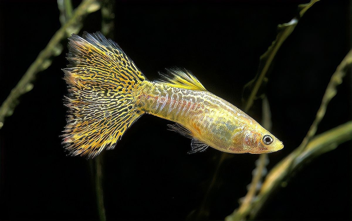 孔雀魚繁殖難度大嗎？ 孔雀魚繁殖難度大嗎？ 2025長城杯龍魚大賽 第4張