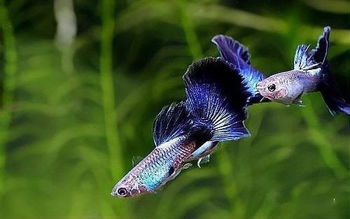 孔雀魚繁殖難度大嗎？ 孔雀魚繁殖難度大嗎？ 2025長城杯龍魚大賽 第7張