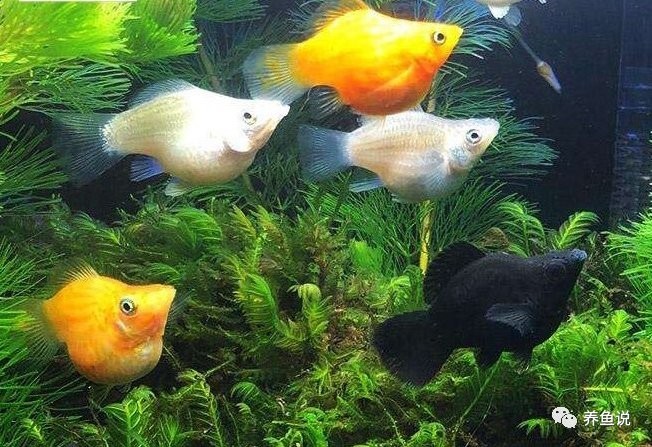 孔雀魚繁殖難度大嗎？