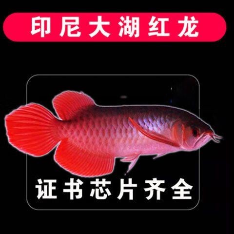 賽級紅龍魚的價(jià)格大概是多少？ 賽級紅龍魚的價(jià)格大概是多少？ 2025長城杯龍魚大賽 第10張