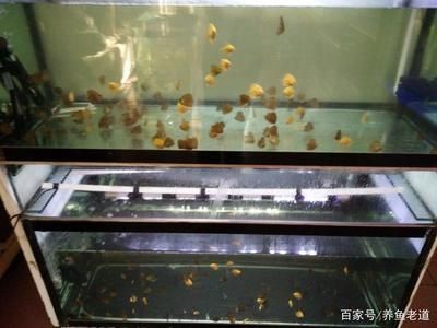 觀賞魚缸造景設計和注意事項和注意事項和注意事項:觀賞魚缸如何設置 魚缸百科 第1張 觀賞魚缸造景設計和注意事項和注意事項和注意事項:觀賞魚缸如何設置 觀賞魚缸造景設計和注意事項和注意事項和注意事項:觀賞魚缸如何設置 魚缸百科 第1張