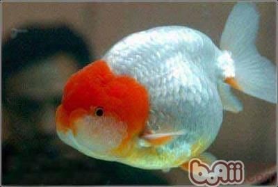 觀賞魚缸造景設計和注意事項和注意事項和注意事項：觀賞魚缸如何設置 觀賞魚缸造景設計和注意事項和注意事項和注意事項：觀賞魚缸如何設置 魚缸百科 第2張