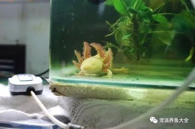 六角恐龍魚日常護理要點：六角恐龍魚日常護理