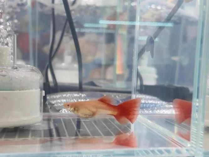 長城杯孔雀魚2025
