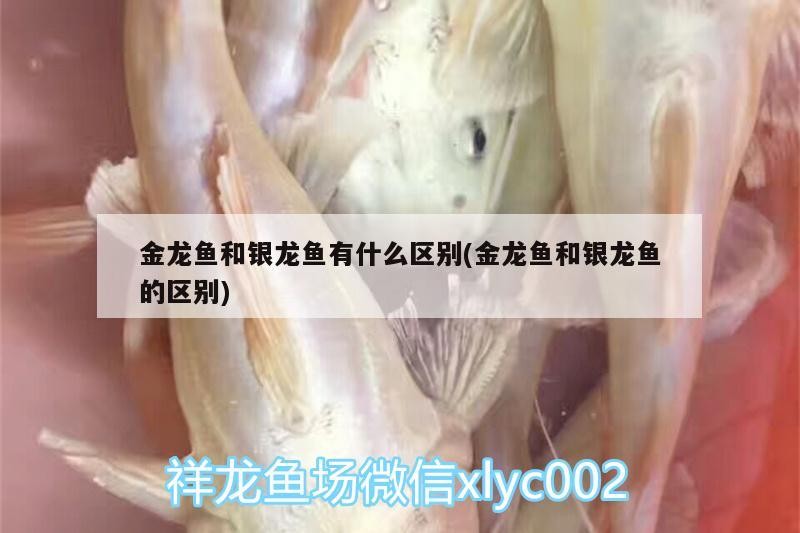 金龍魚和銀龍魚有什么區(qū)別(金龍魚和銀龍魚的區(qū)別) 金龍魚和銀龍魚有什么區(qū)別(金龍魚和銀龍魚的區(qū)別) 銀龍魚百科