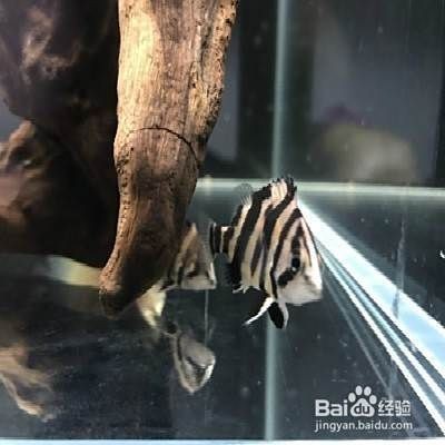 虎魚黑了還能恢復嗎