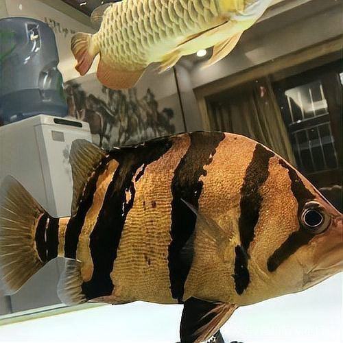 虎魚黑了還能恢復嗎