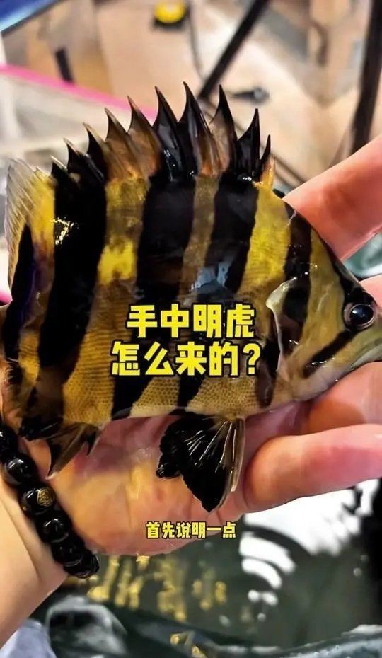 虎魚黑了還能恢復嗎