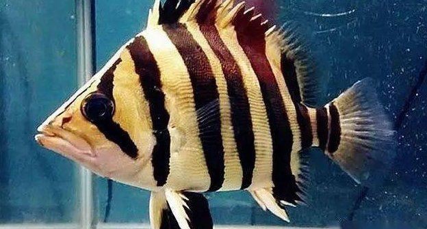 虎魚黑了還能恢復嗎