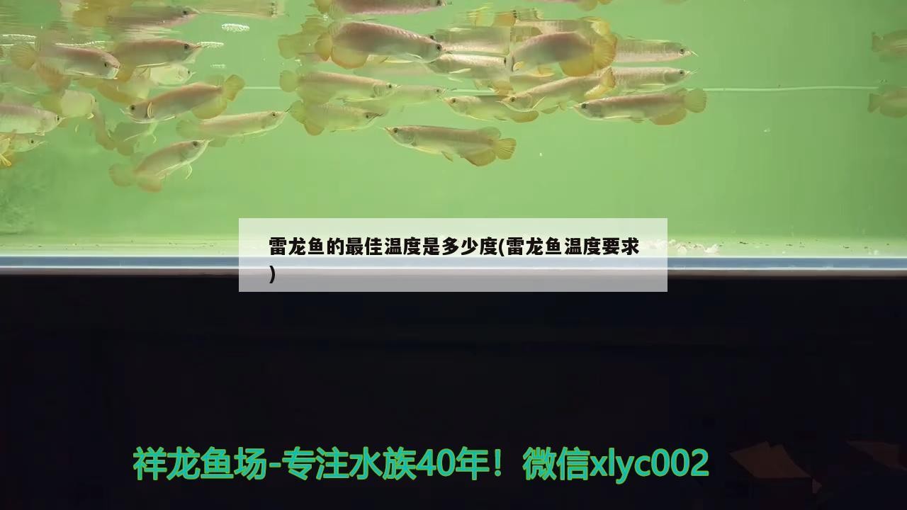 銀龍魚的飼養條件有哪些（銀龍魚飼養技巧）