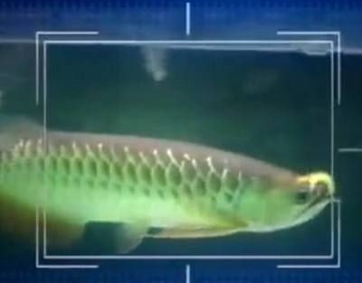金龍魚戰斗力強嗎（金龍魚與銀龍魚混養建議,家庭養殖金龍魚注意事項）