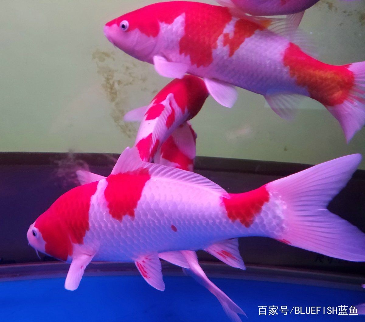 紅白錦鯉三段好還是四段