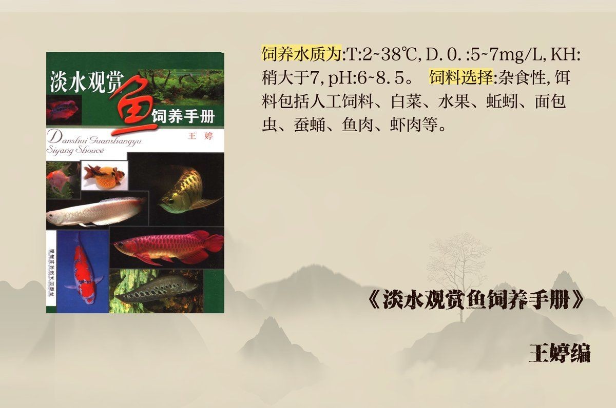 紅白錦鯉三段好還是四段