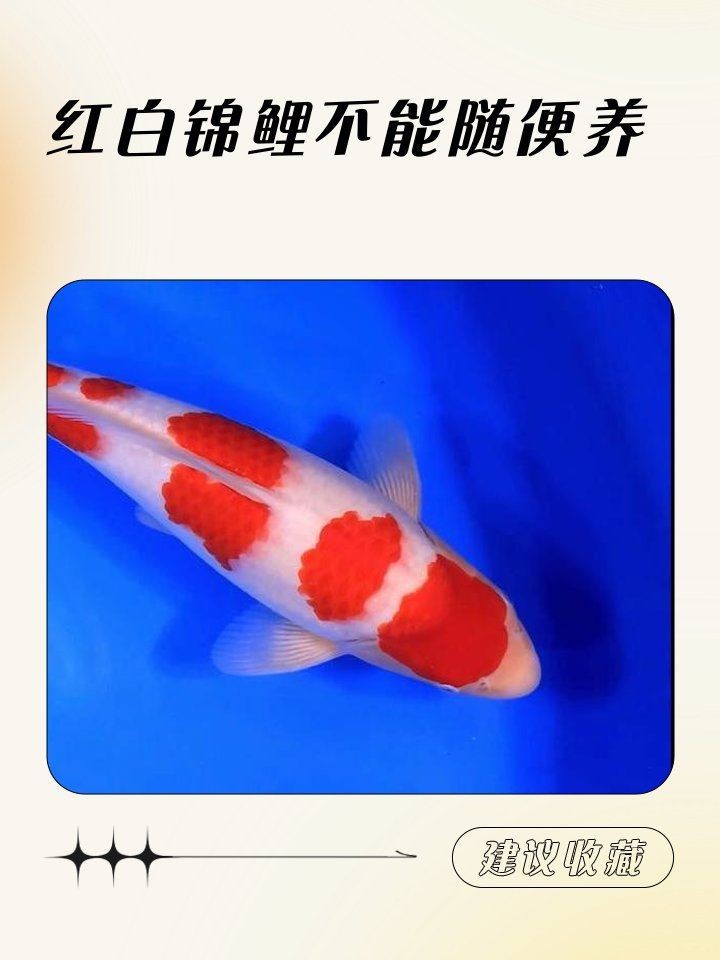 紅白錦鯉三段好還是四段